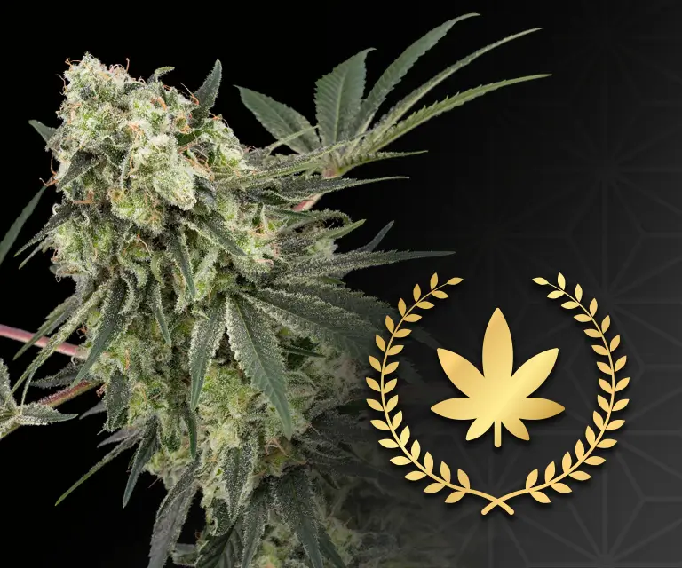 Category header