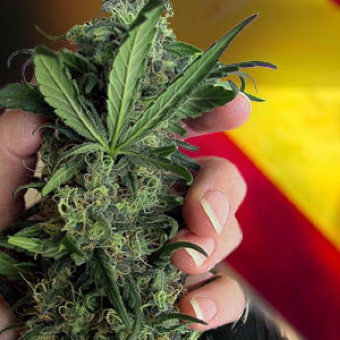 Die aktuelle Situation von Cannabis in Spanien Sensi Seeds Die