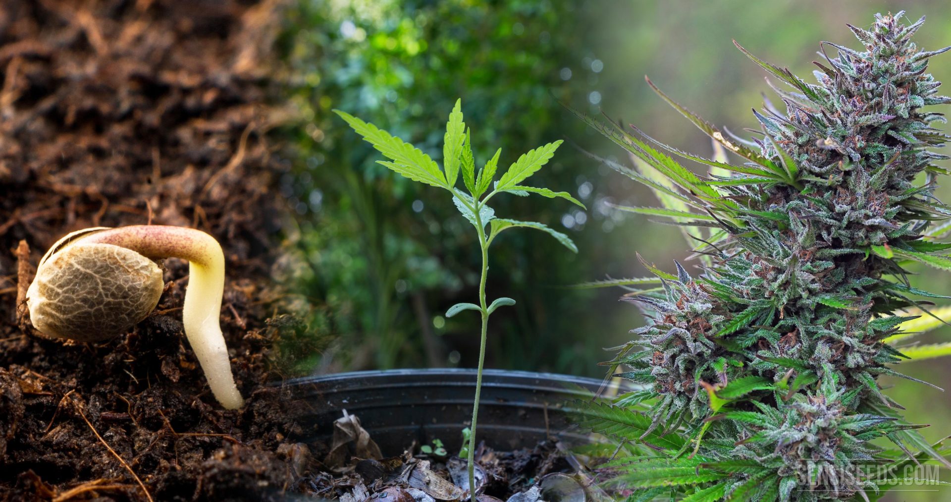 Weed Seeds