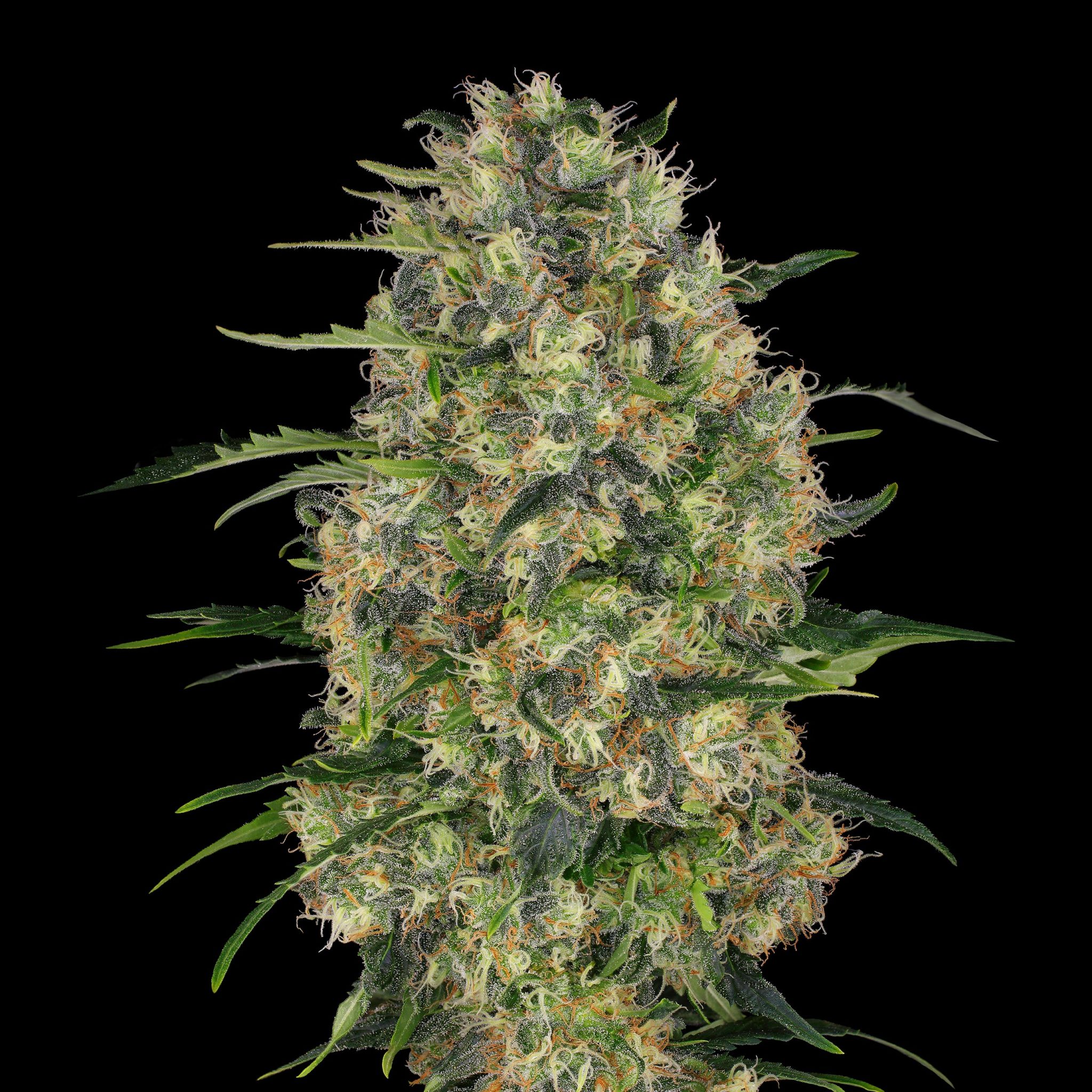 Sensi Seeds Classic Redux Serie Mit Neuen Sorten Sensi Seeds