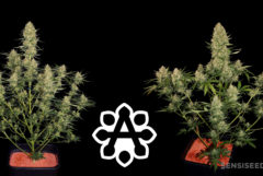 The Best Autoflower Cannabis Seeds From Sensi Seeds Sensi Seeds