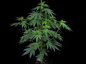 Informe De Cultivo De Banana Kush Cake Feminizada Sensi Seeds