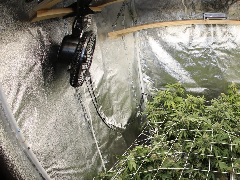 Grow Tent Ventilation How To Calculate Your Needs Sensi Seeds