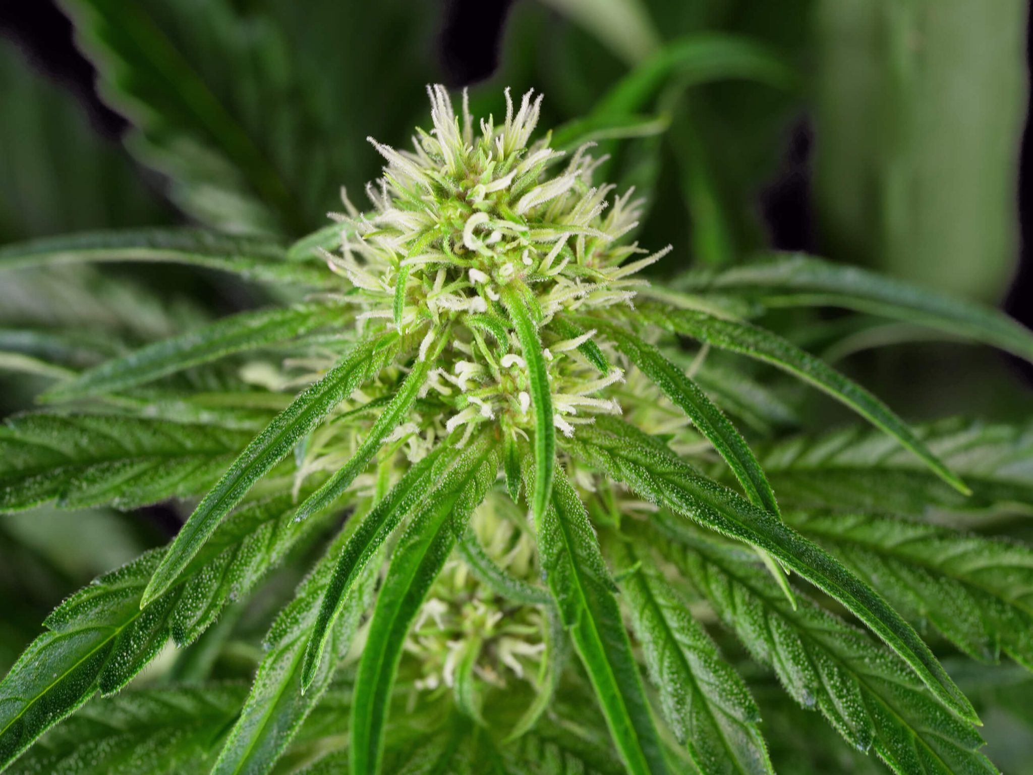 Informe De Cultivo De Sweet Cherry Kush Feminizada Sensi Seeds