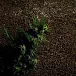 BUD-SEEDS
