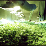 A section of the cannabis breeding program where many parent plants flourish under lights.
