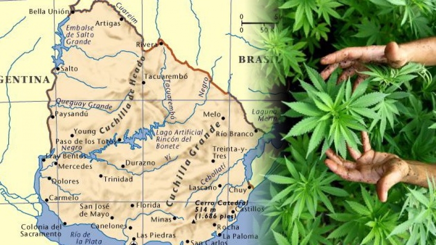 club de cannabis uruguay