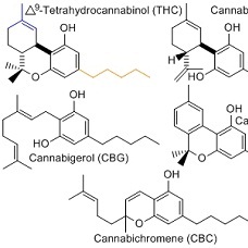 featured image cannabigerol
