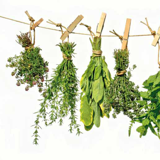 plantas pinzas