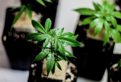 In Zuchtprogrammen werden identische weibliche Klone mit verschiedenen männlichen Pflanzen gekreuzt, um die beste Vaterpflanze zu finden (© Prensa420)