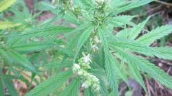 Einige Cannabisbestände sind unter bestimmten Bedingungen monözisch geworden. Eine einzige Pflanze entwickelt sowohl männliche als auch weibliche Blüten (© Marihuana y Medicina)