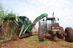 Saccharosehaltige Gewächse wie Zuckerrohr haben einen hohen Glucoseanteil und liefern reichlich Ethanol, sie sind allerdings weniger umweltfreundlich als Hanf (© Department of Energy & Climate Change)