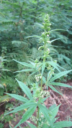 Eine gesunde männliche Pflanze im fortgeschrittenen Stadium der Blütezeit – die Blüten beginnen sich zu öffnen und den Blütenstaub freizugeben (© Marihuana y Medicina)