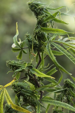 Diese blühende weibliche Pflanze wurde im Februar 2014 nahe Punakha gefunden; sie zeigt zwar Anzeichen eines Mangels oder Probleme mit dem pH-Wert, ist aber offensichtlich reichlich mit Kristallen bedeckt (© biodiversity.bt)