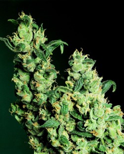 SSB Jack Herer - Sensi Seeds blog