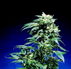 SSB Northern Lights - Sensi Seeds blog