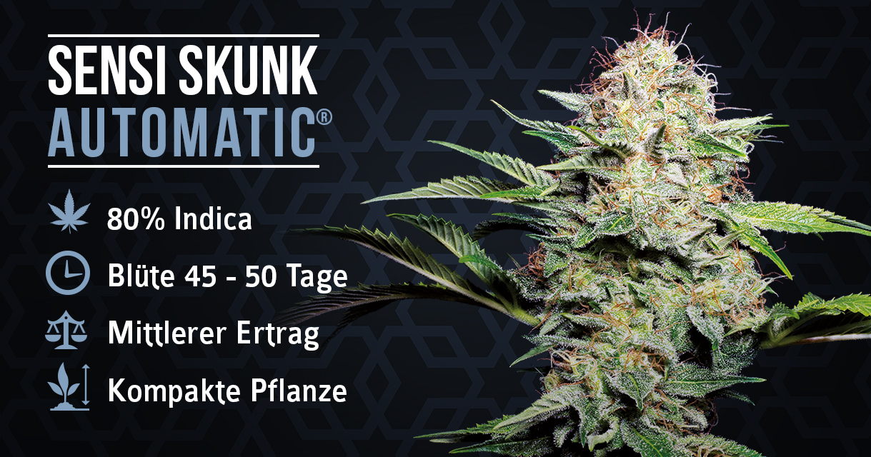 Sensi Skunk Automatic Von Sensi Seeds