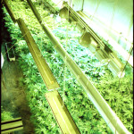 The light cycles, watering, nutrients, temperature and humidity are all carefully controlled during cultivation.
