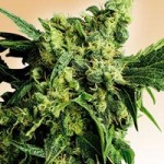 Mr. Nice – G13 x Hash Plant