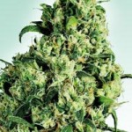 Skunk #1 Winner of the AMEC Cannabis Cup