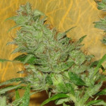 New photo competition: Cultivation Diary