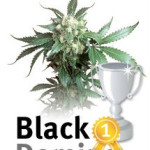 Cannabis Strain Black Domina wins Spanish award
