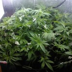 Grow Diary 3rd