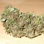 Grow Diary Runner-Up