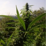 Grow Diary Winner