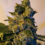 Macro/Close-up Photo Competition