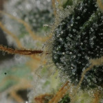 Photo competition: Cultivation Diary