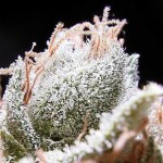 The Photo Competition – Close-Ups & Macros