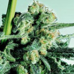 Sensi Skunk: A Prizewinning Choice for Madrid