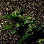 cannabis-medicinale