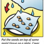What is the best way to germinate cannabis seeds?