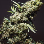 Jamaican Pearl – a superb tropical Sativa for northern climates!