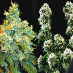 Incredible 50% discount on Jack Herer and Ed Rosenthal Super Bud seeds in the Sensi Seeds Shops, Amsterdam!
