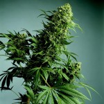 What is the difference between Indica and Sativa?