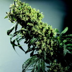 Which strains have the most Sativa in them?