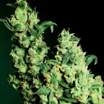 Which strains are your most powerful?