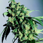 Which cannabis seed-strains are most suitable for beginners?