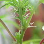 Feminized Seeds – breeding to minimise intersexuality