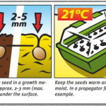 What are the best conditions for seedlings?
