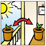 When can seedlings be put under lights or in the sun?