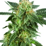 What are autoflowering cannabis seeds?