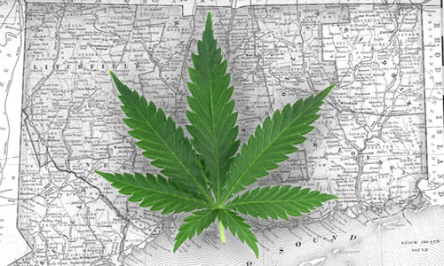 Connecticut-weed-leaf