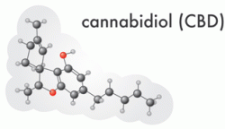 Molecular structure of cannabidiol (CBD)