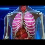 Cannabis smoke is far less damaging to the lungs than tobacco