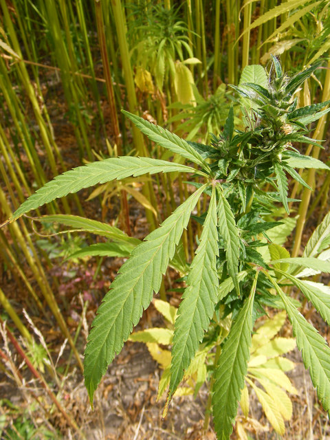Hemp cultivated for seed