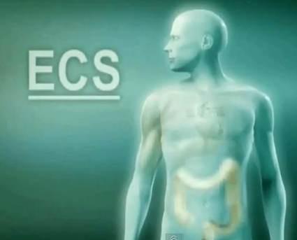 Endocannabinoid System